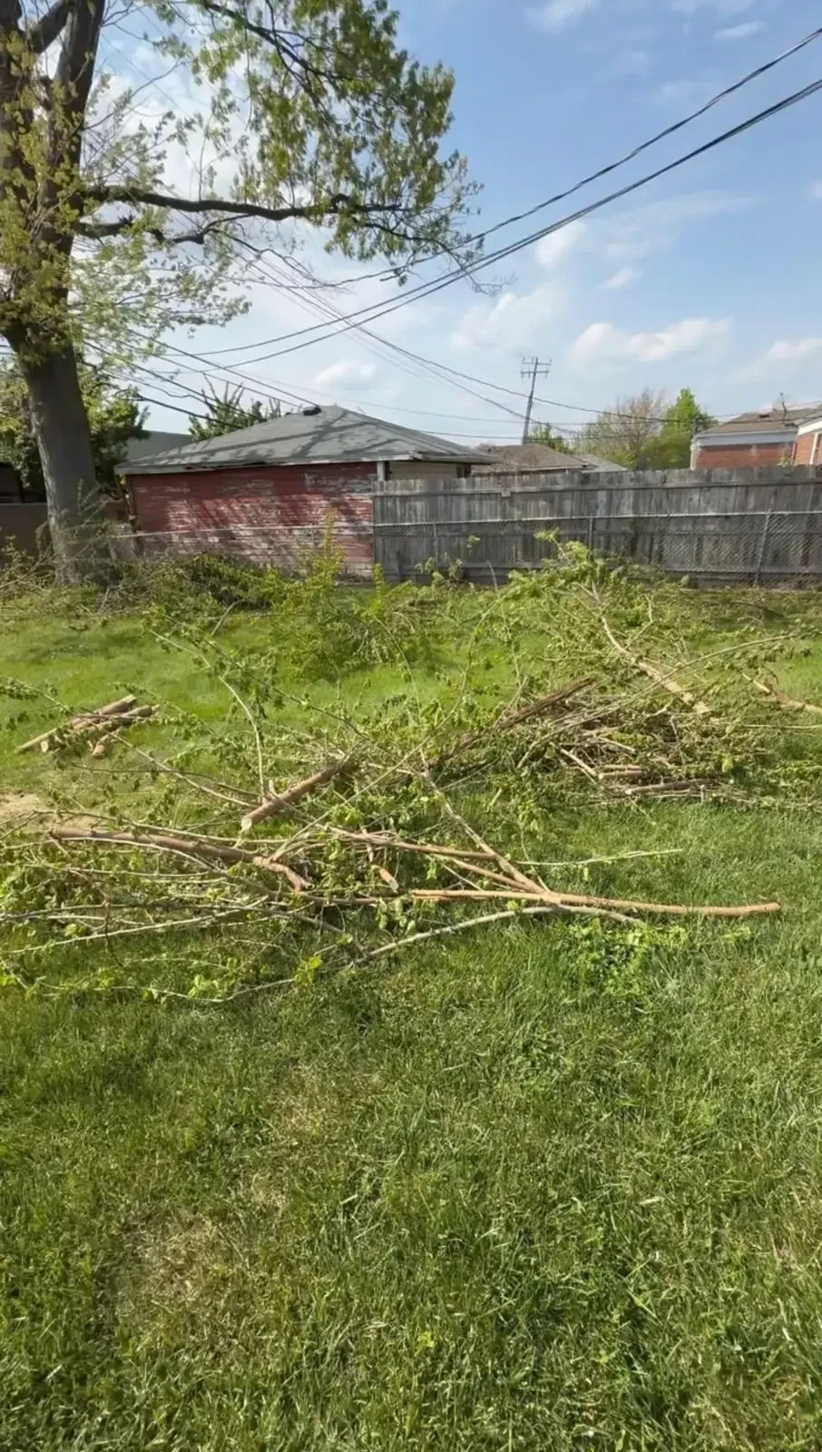 Cut tree branches and brush piled throughout a backyard before removal in Roseville Michigan